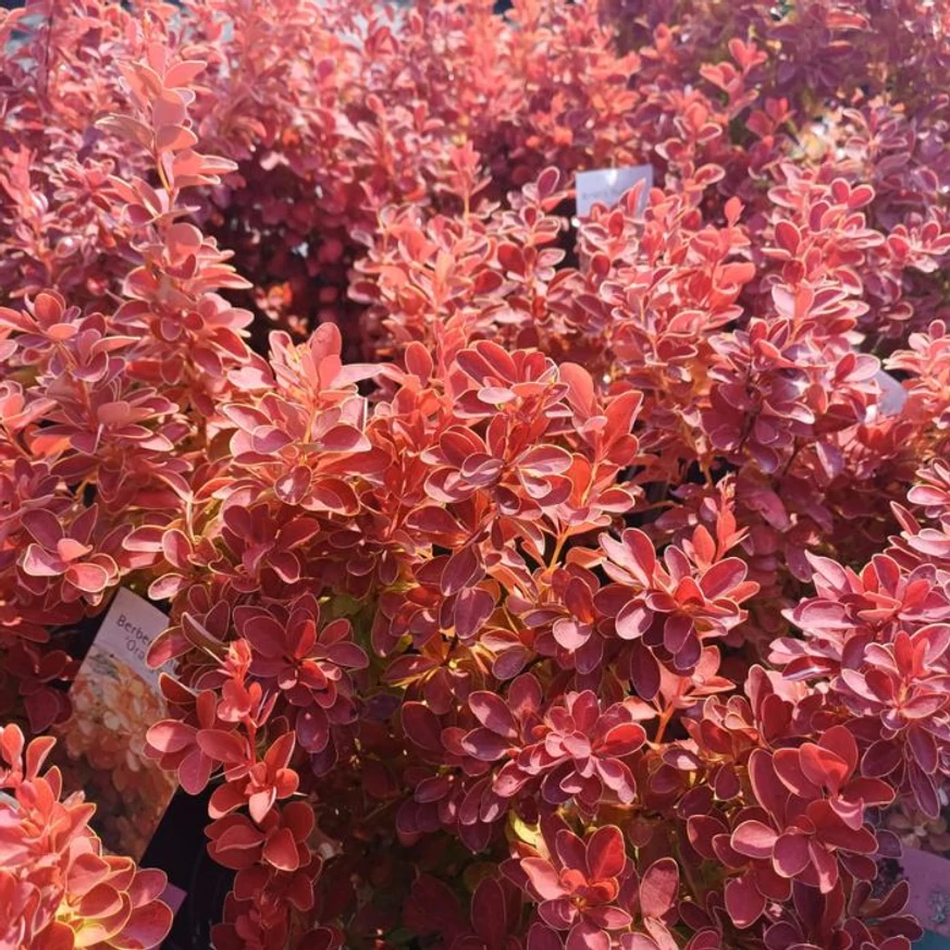 A Berberis Orange Ice színes lombja kertészetünkben. 