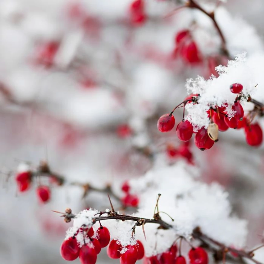 A télen is díszítő japán borbolya termései elragadóak a hó alatt. 