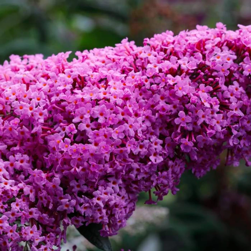 A Buddleia davidii Pink Delight rózsaszín virága közelről.