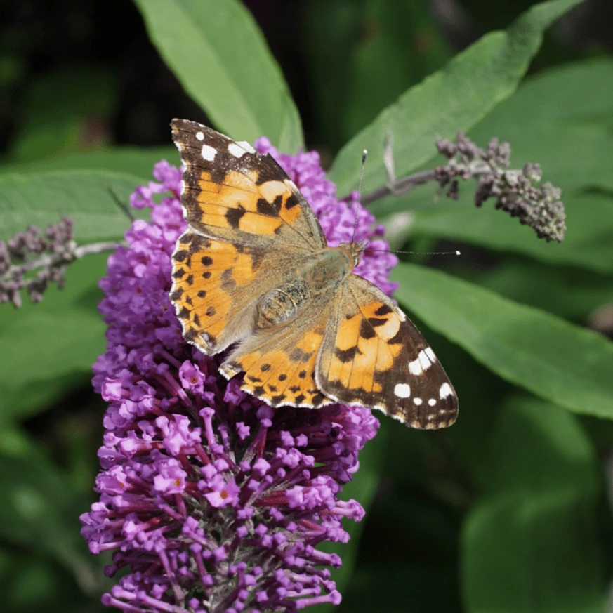 A Buddleja davidii virágai hosszasan díszítik a kompakt növényt, így a pillangók is sokáig számíthatnak az eleségre.