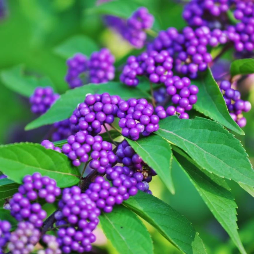 A Callicarpa, lilabogyó élénk, feltűnően díszes termései egyedülállóak. 