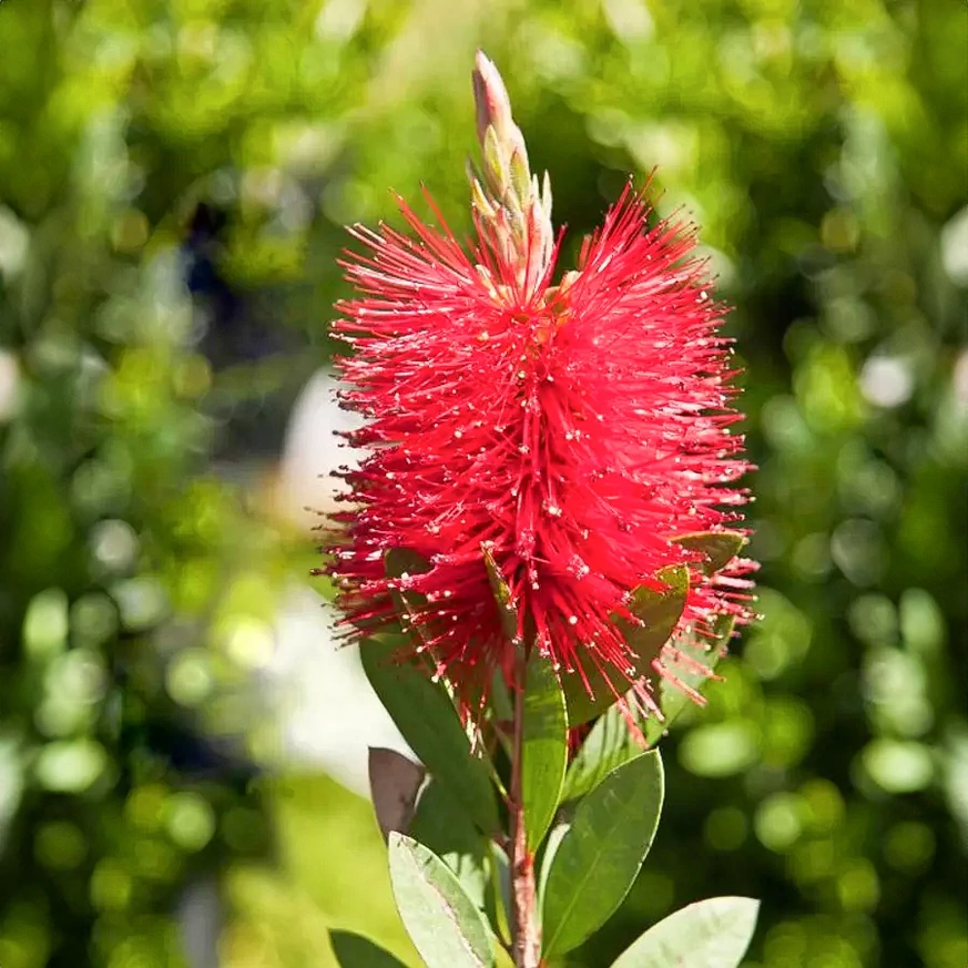 Örökzöld levelű, egzotikus virágú Callistemon Captain Cook cserje.