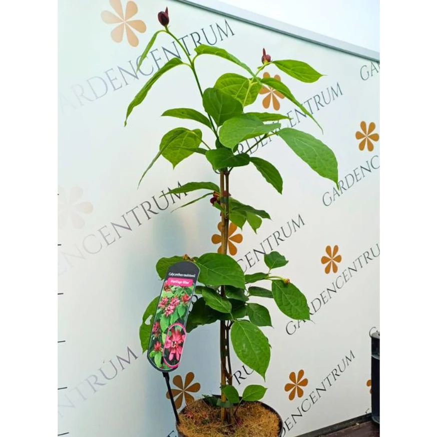 Calycanthus raulstonii Hartlage Wine illatos fűszercserje lombos állapota.