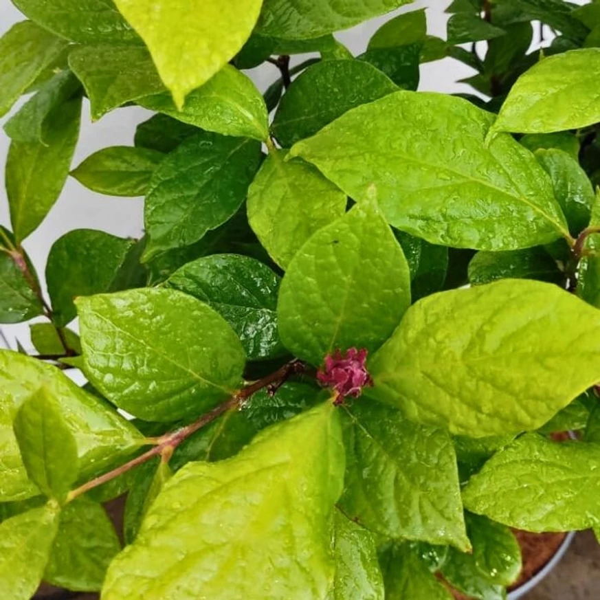 Calycanthus floridus lombozata közelről májusban.