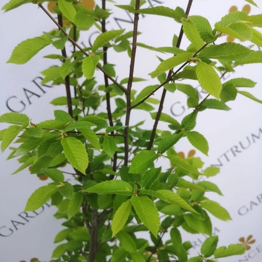 Carpinus betulus Lucas K8 - Oszlopos gyertyán