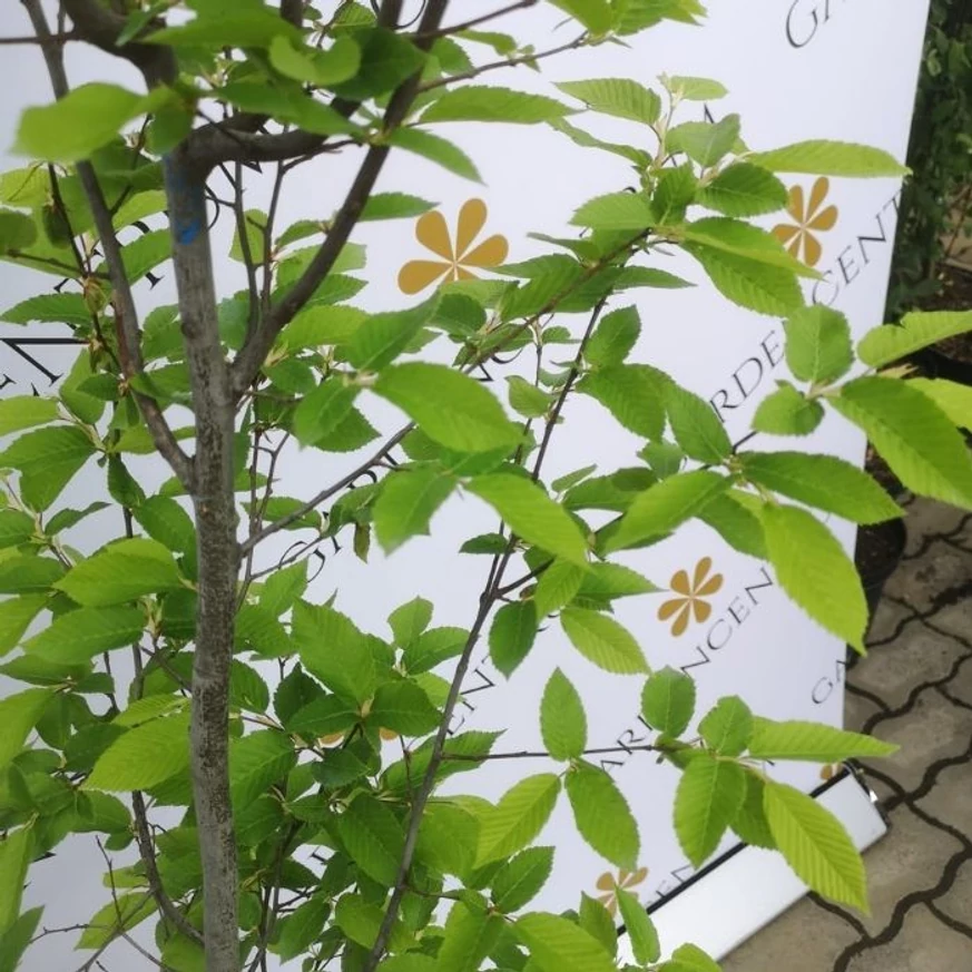 Carpinus betulus Lucas K8 - Oszlopos gyertyán