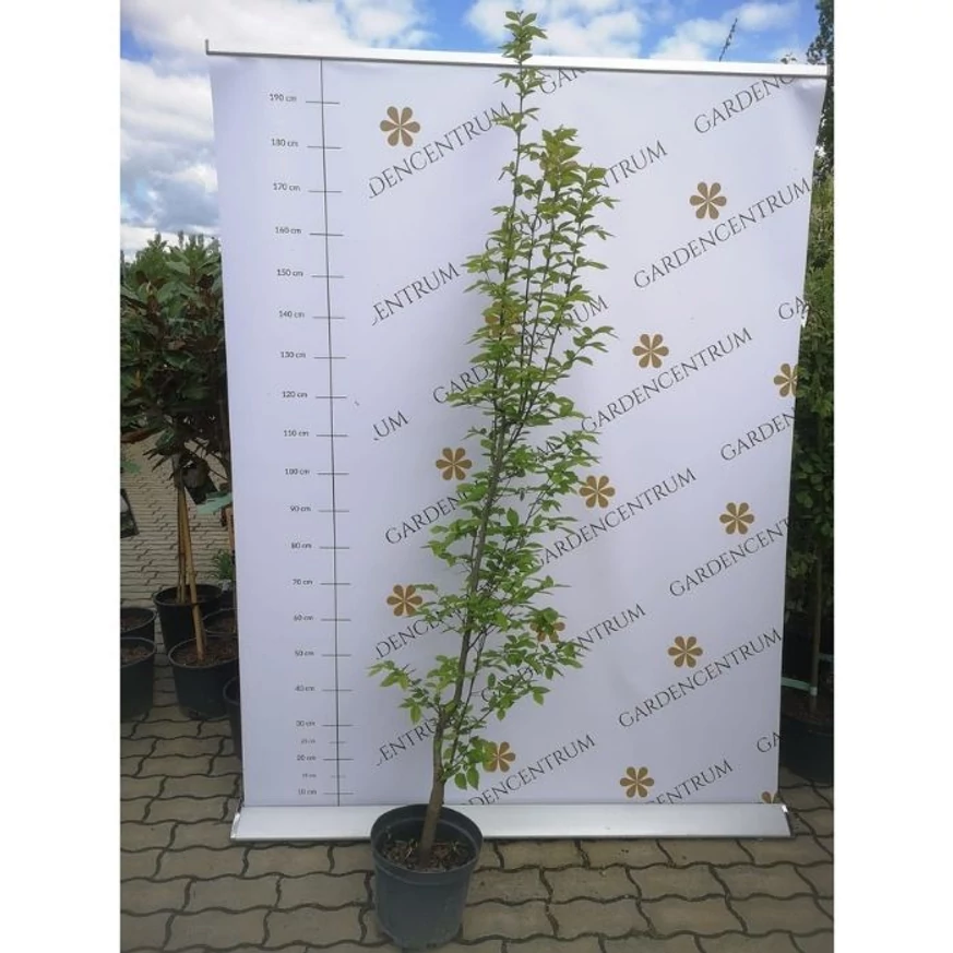 Carpinus betulus Lucas K8 - Oszlopos gyertyán