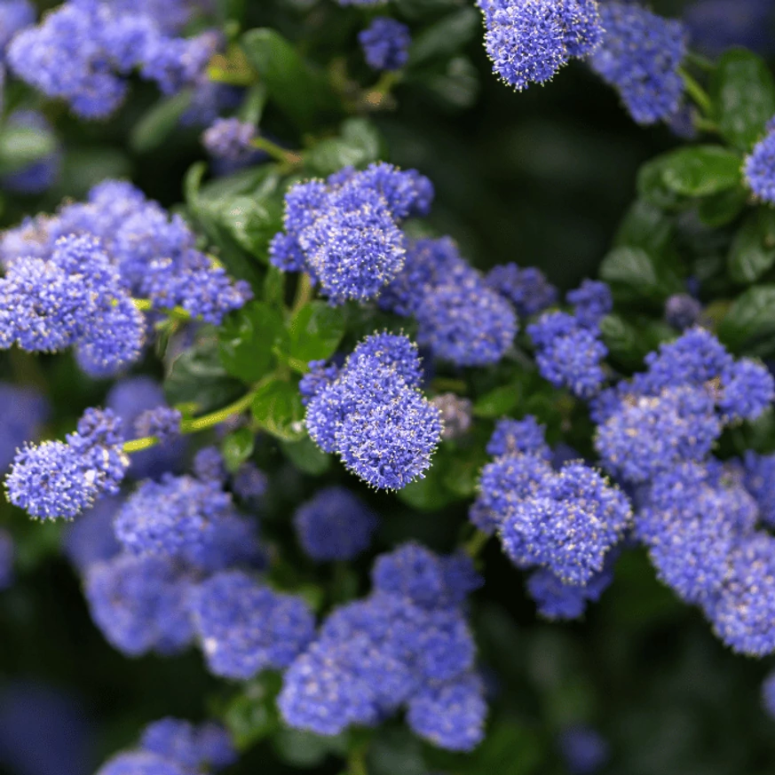 Élénk virágokkal díszít a Ceanothus.