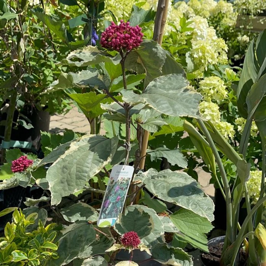 Clerodendrum bungei Pink Diamond - Tarka vöröslő végzetfa