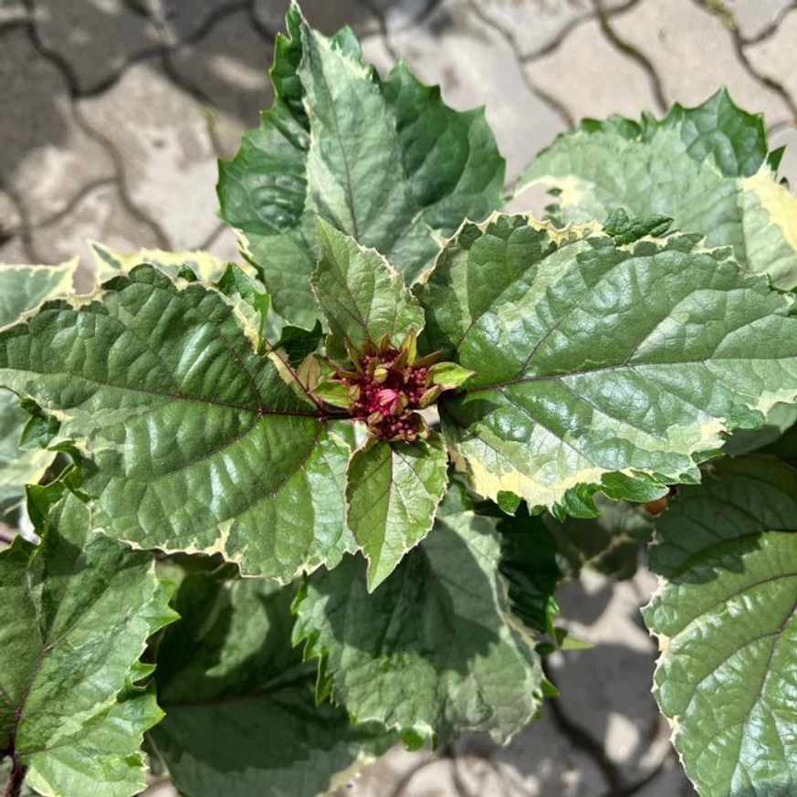 Clerodendrum bungei Pink Diamond - Tarka vöröslő végzetfa