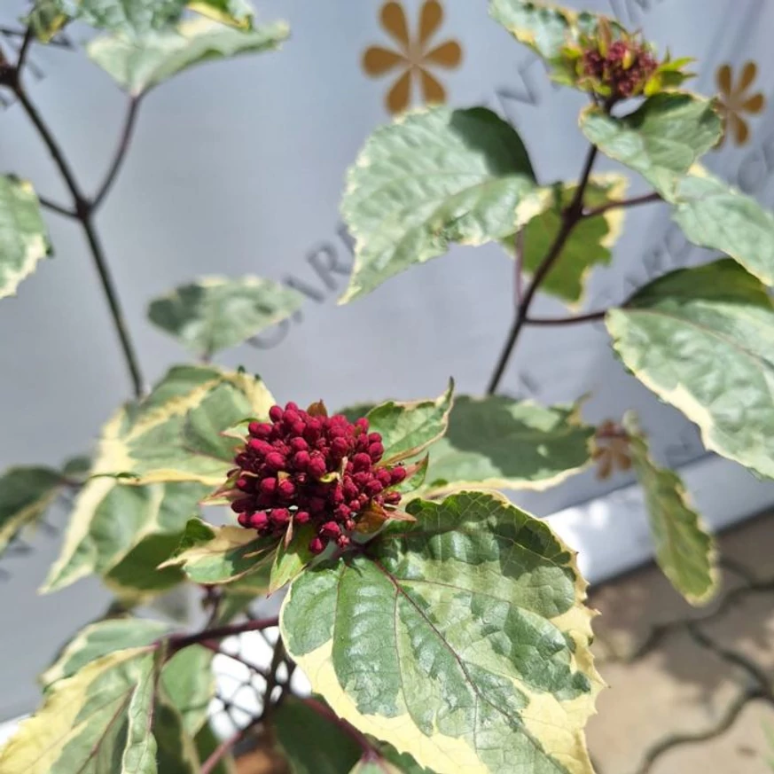 Clerodendrum bungei Pink Diamond - Tarka vöröslő végzetfa