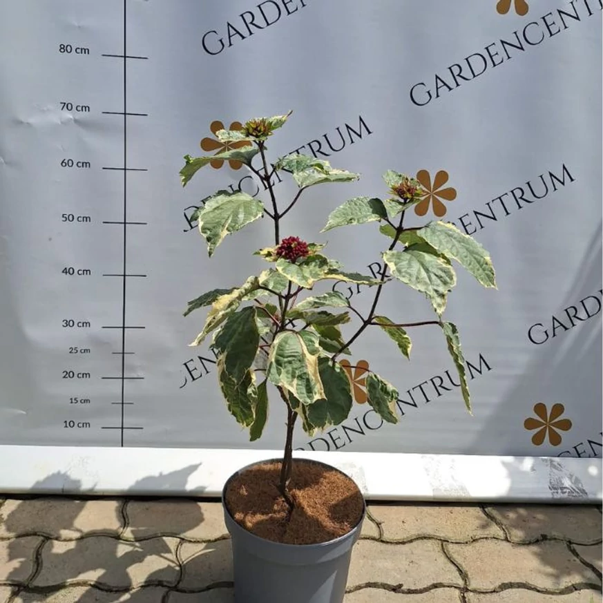 Clerodendrum bungei Pink Diamond - Tarka vöröslő végzetfa