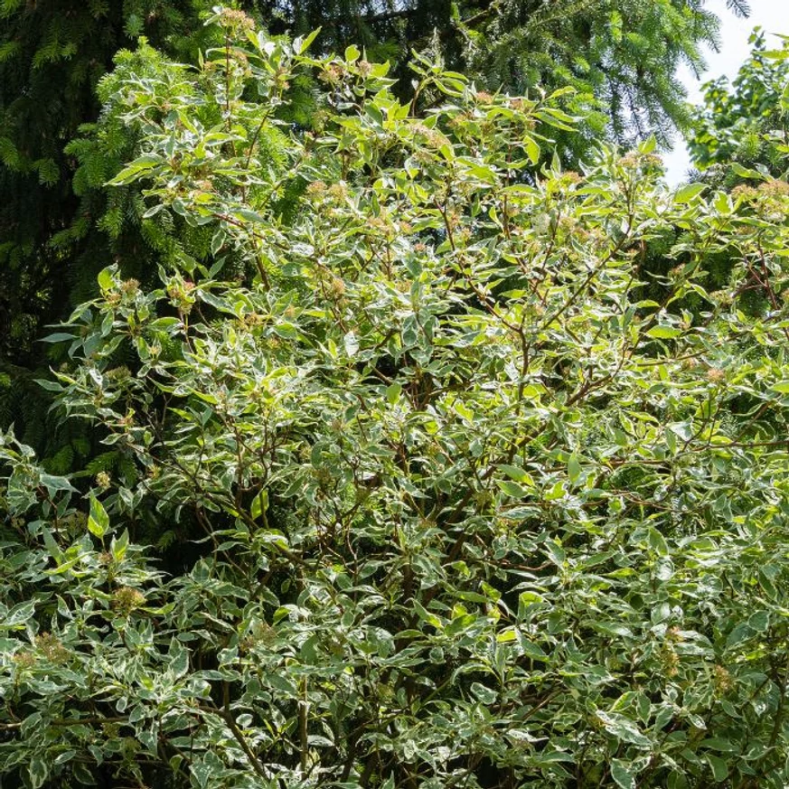 Cornus alba Elegantissima - Fehértarka som