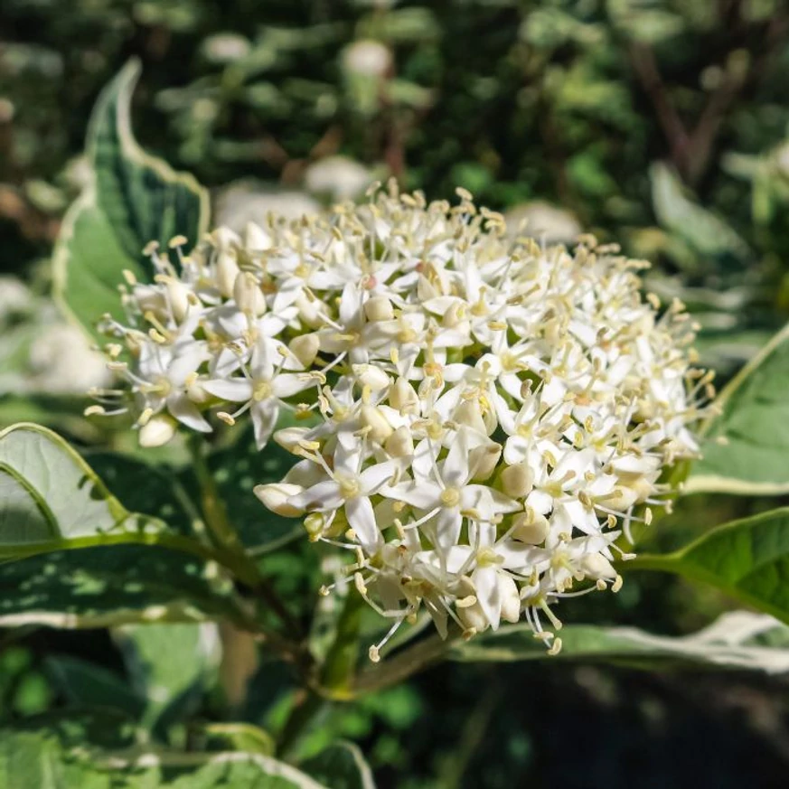 Cornus alba Elegantissima - Fehértarka som
