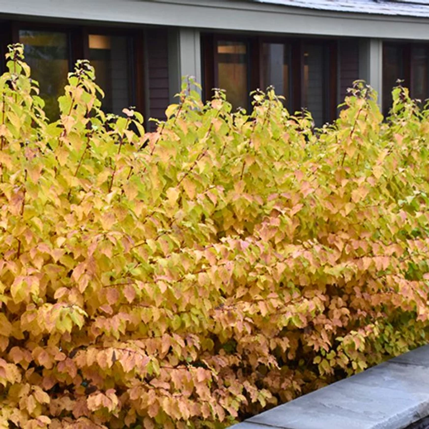 Midwinter Fire som őszi lombszíneződése.