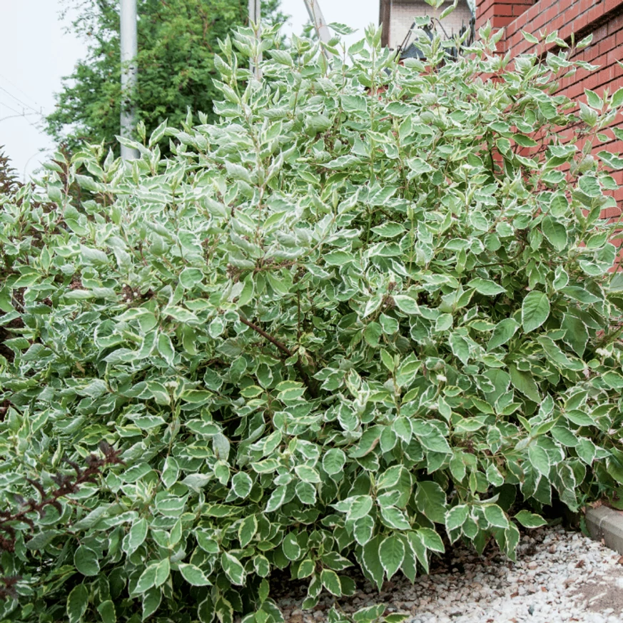 Cornus alba Sibirica Variegata K3 - Fehértarka som