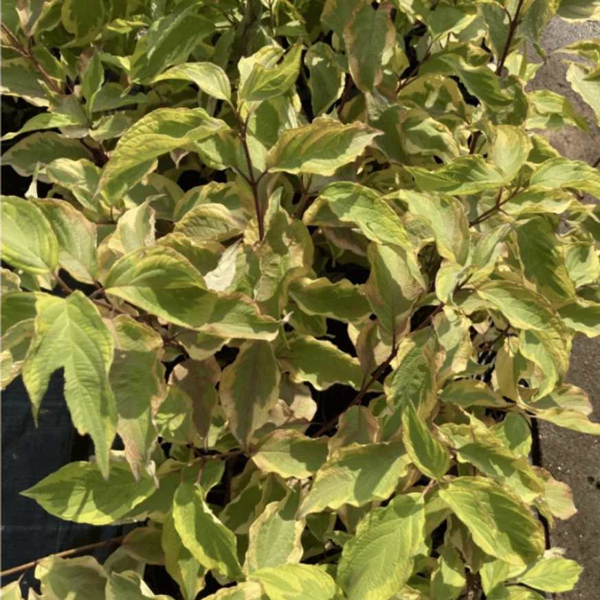 Cornus alba Gouchaultii K2 - Tarka som