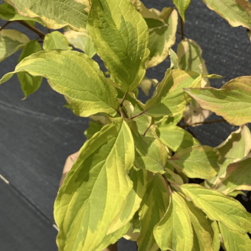 Cornus alba Gouchaultii K2 - Tarka som