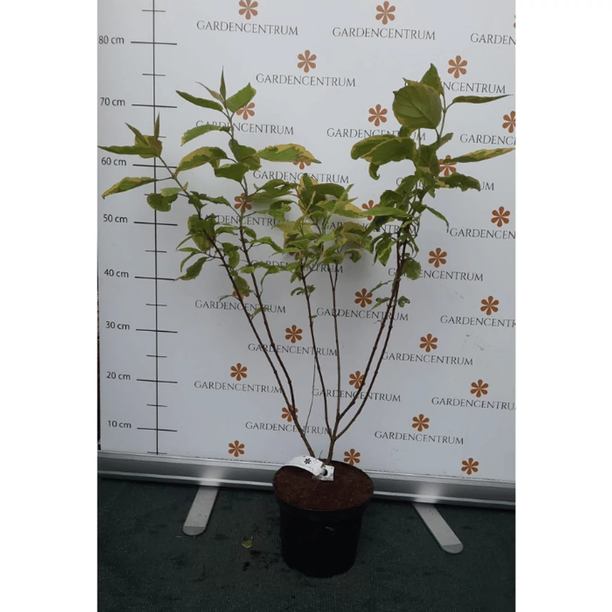 Cornus alba Spaethii K2 - Tarka levelű fehér som