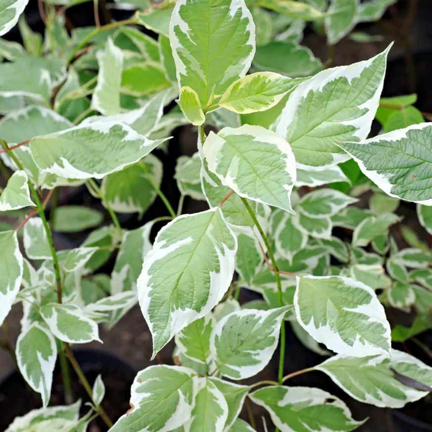Cornus alba Sibirica Variegata K3 - Fehértarka som