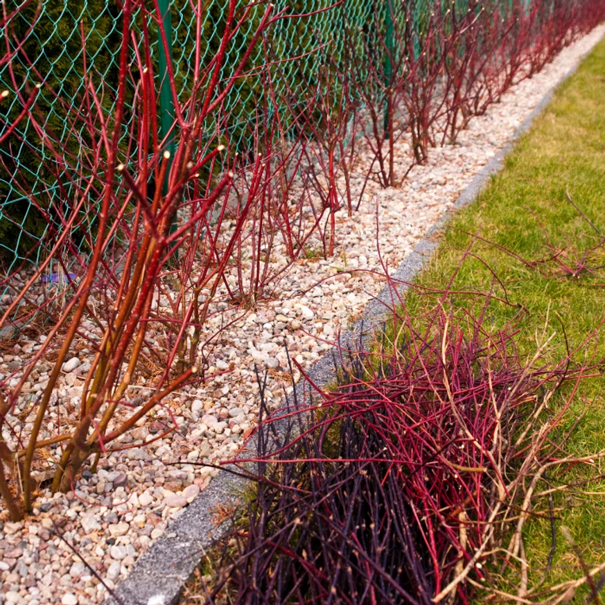 Cornus alba Sibirica Variegata K3 - Fehértarka som