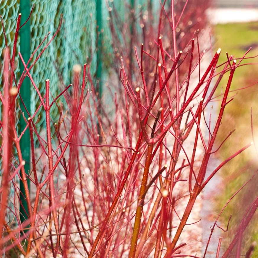 Cornus alba Sibirica Variegata K3 - Fehértarka som