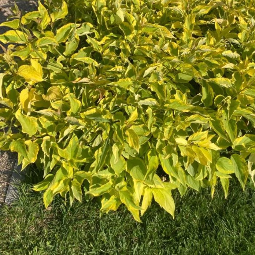Cornus alba Gouchaultii K2 - Tarka som