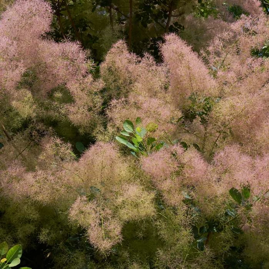 A Cotinus coggygria virágzása.