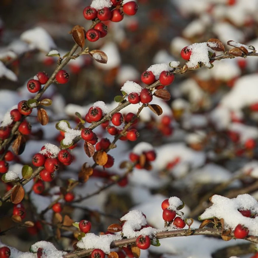 Cotoneaster dammeri K2 - Szőnyegmadárbirs