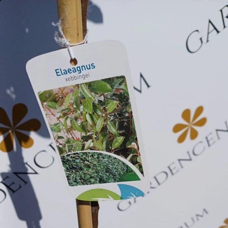 Elaeagnus ebbingei MT120 - Magastörzsű ezüstfa cserje