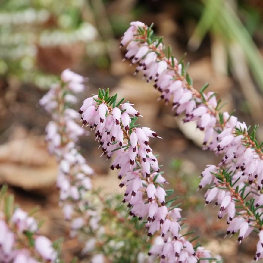 Erica mix CS13 - Alpesi hanga