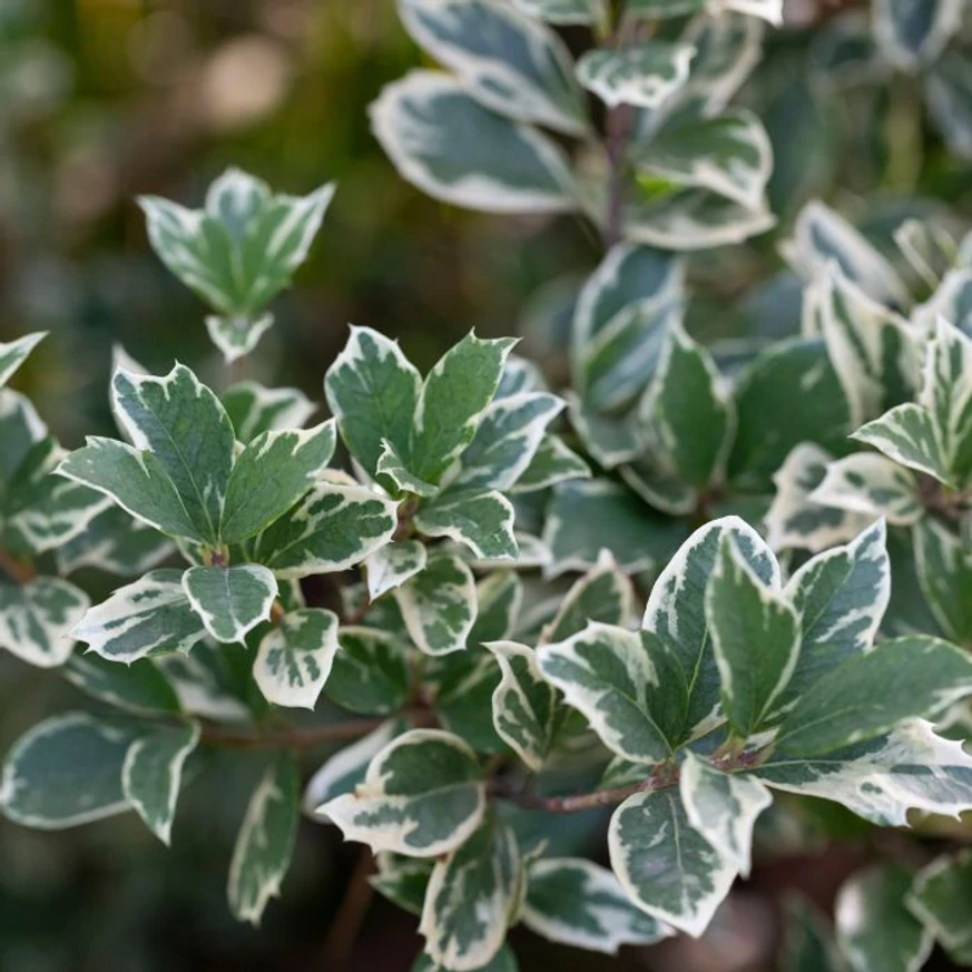 Euonymus fortunei Emerald'n Gaiety - Fehértarka kecskerágó