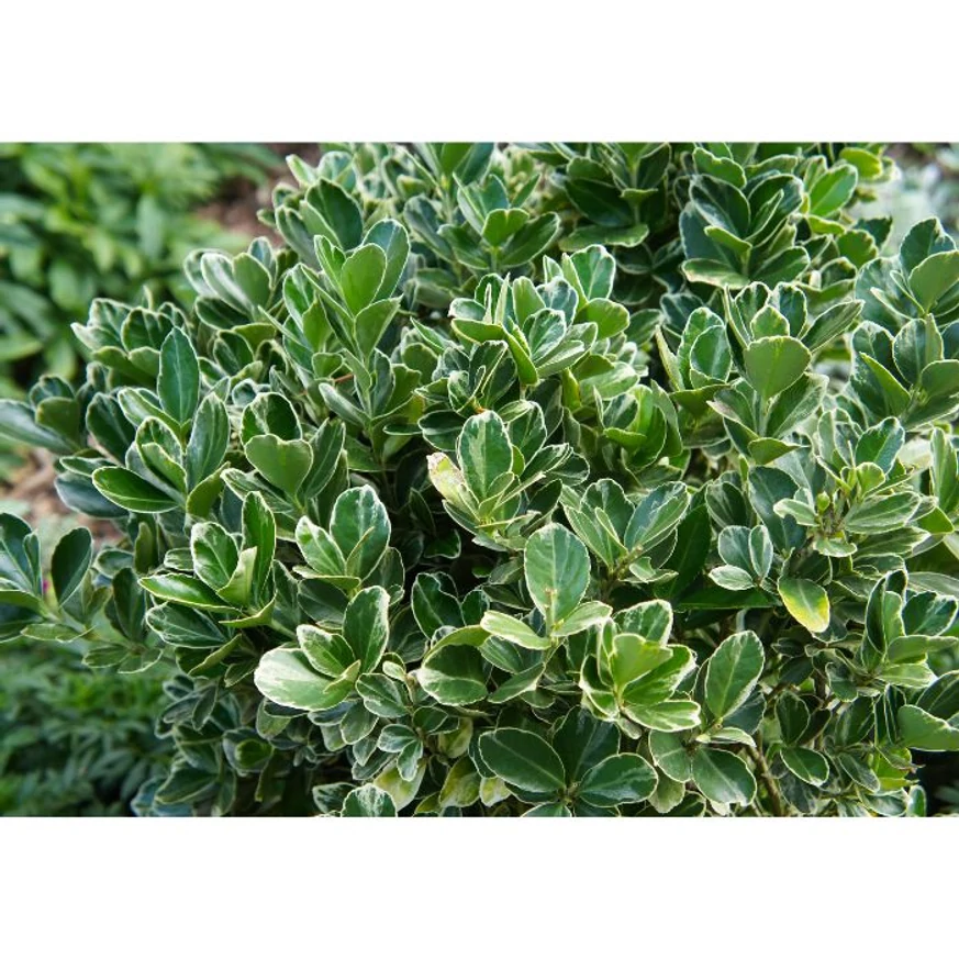 Euonymus fortunei Emerald'n Gaiety - Fehértarka kecskerágó