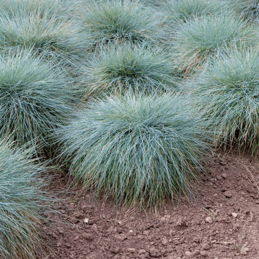 Festuca glauca csoportosan ültetve.