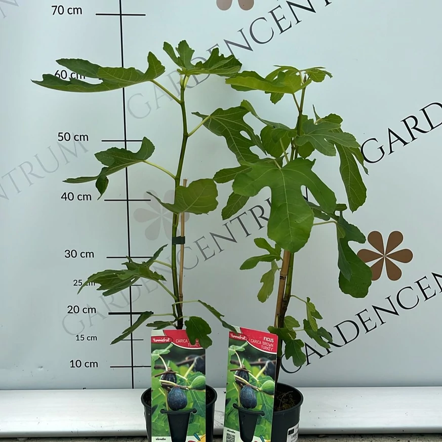 Ficus carica Brown Turkey 60-70 cm magas tövek júniusi kínálatunkban.