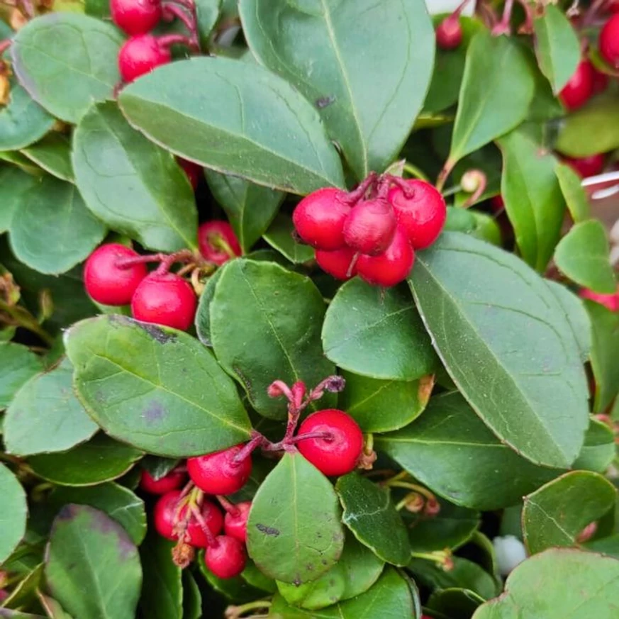 Gaultheria procumbens fényes, örökzöld levelei és piros bogyótermései október végén kertészetünkben.