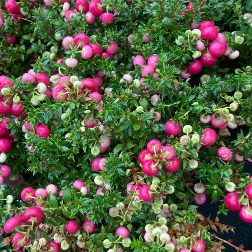 A Gaultheria mucronata színes bógyó termése.