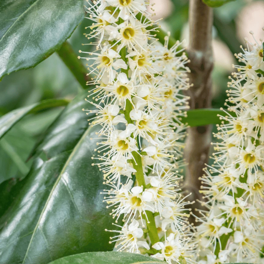 Prunus laurocerasus Genolia K2,5 - Oszlopos babérmeggy