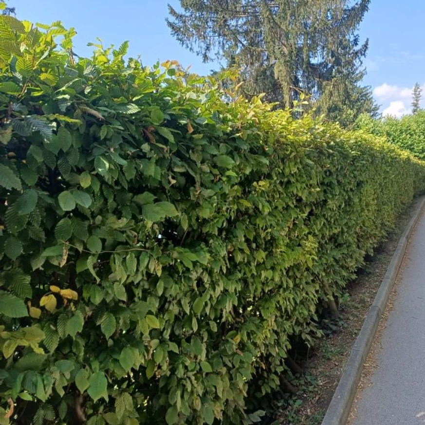 Nyírt gyertyán sövény kinézete júliusban egy köztéri parkban.