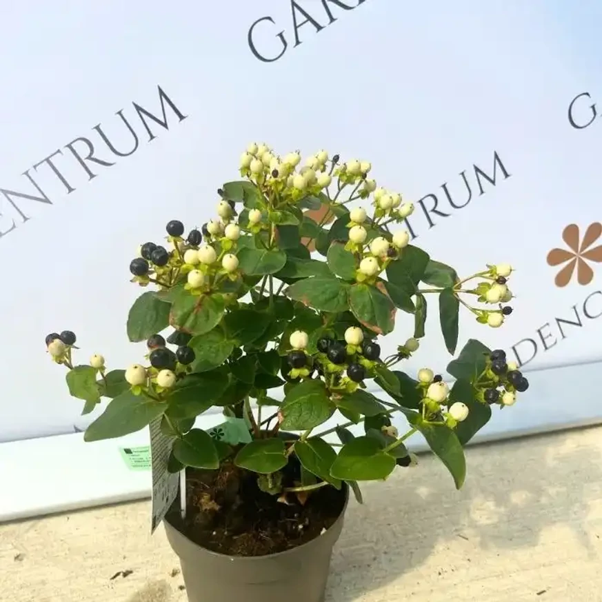 Hypericum Miracle növényünk kinézete szeptemberben.