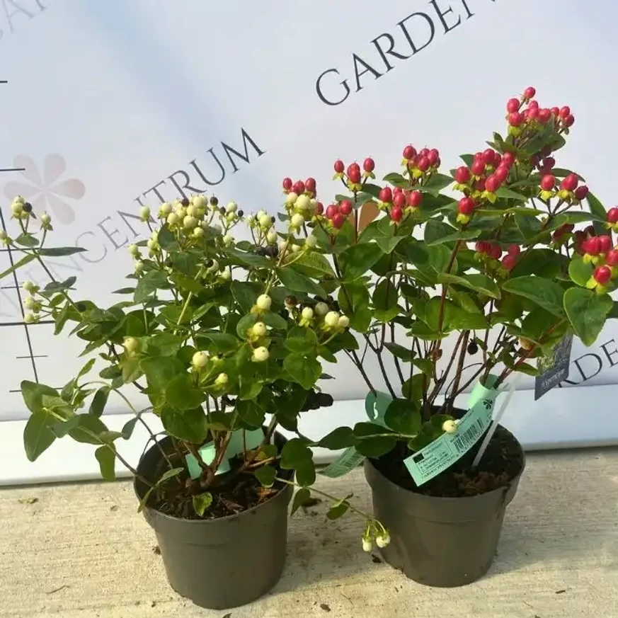 Hypericum Miracle - Orbáncfű