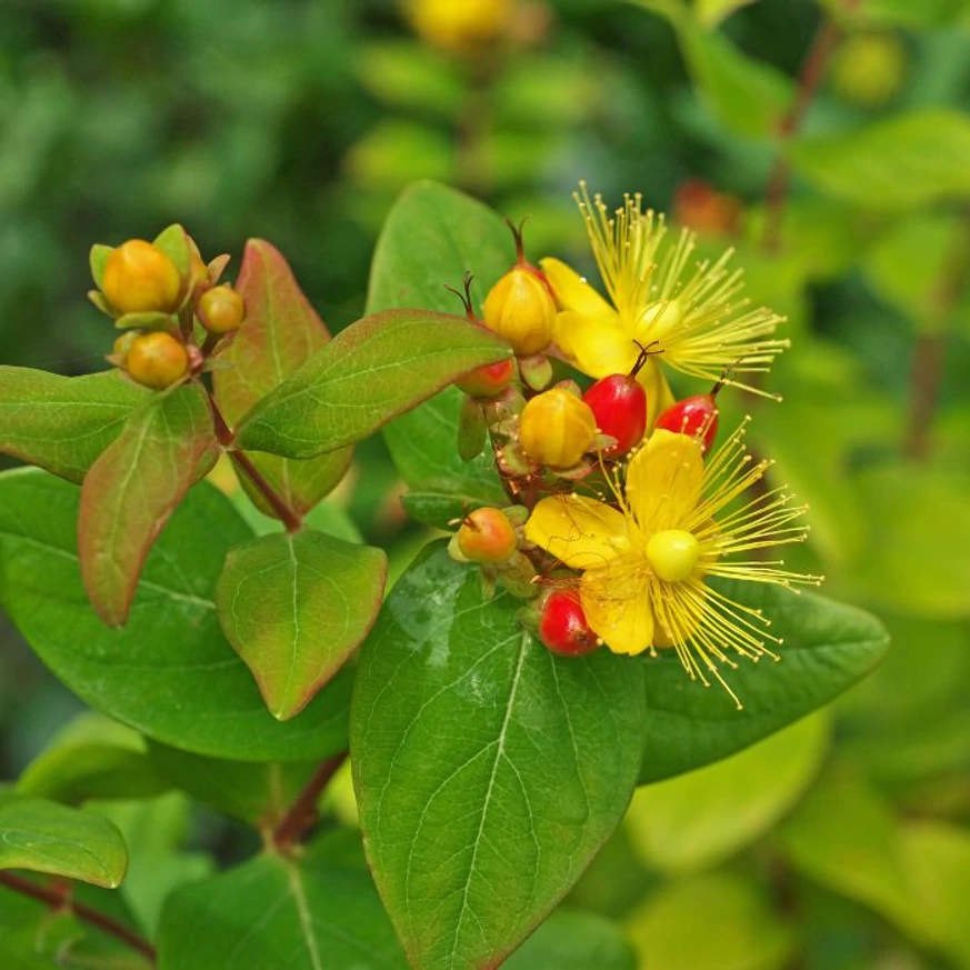 Hypericum Miracle - Orbáncfű