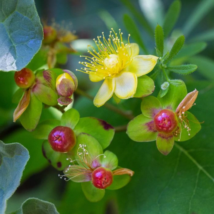 Hypericum Miracle - Orbáncfű