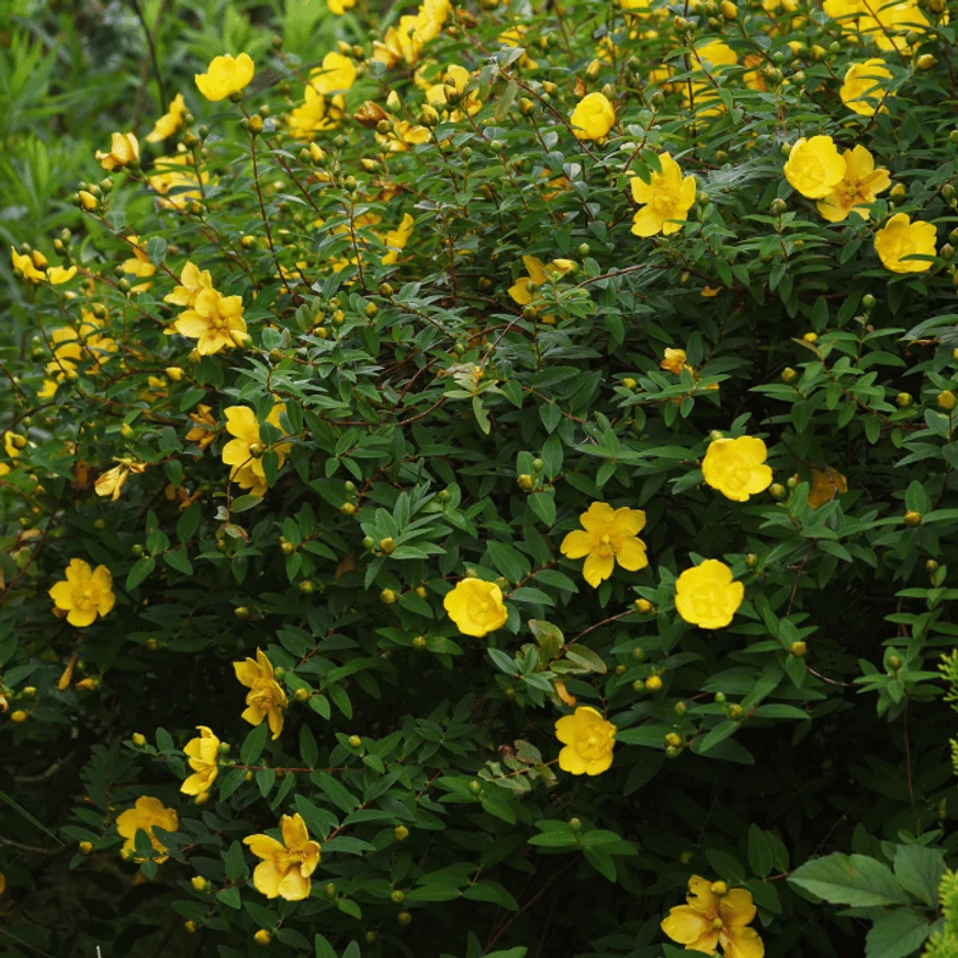 Virágzó Hypericum hidcote bokor.