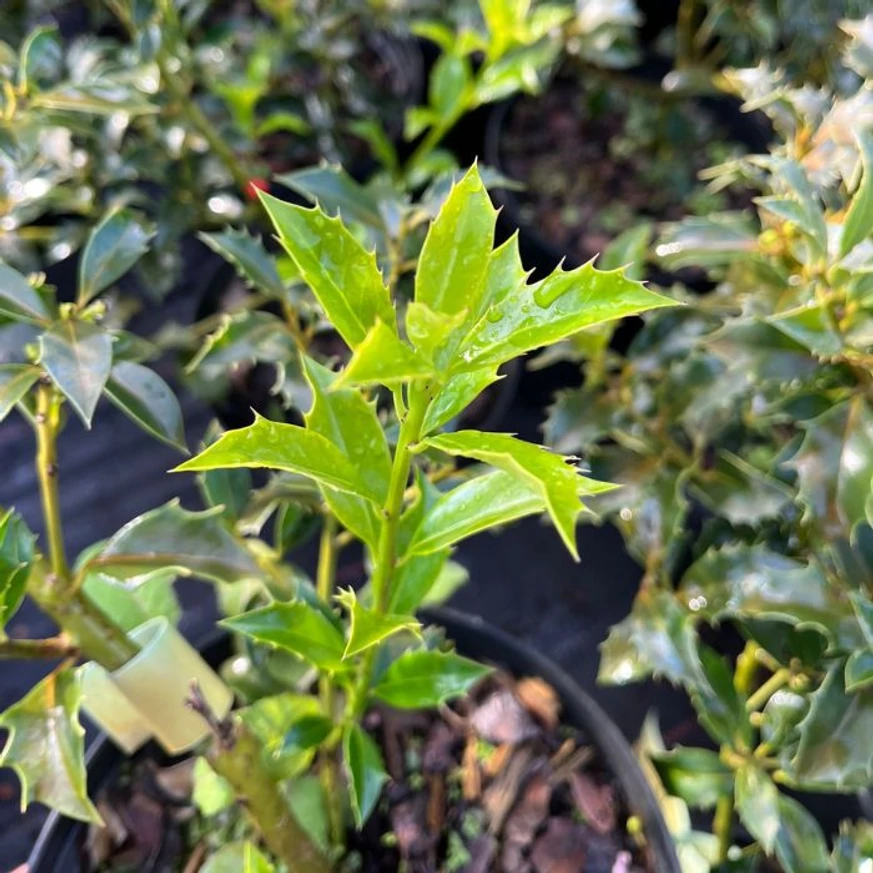 Az Ilex meserveae Blue Angel magyal friss hajtása közelről.