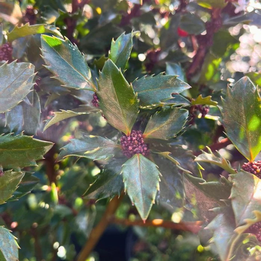 Ilex meserveae Blue Prince hajtása és leveleinek formája közelről.