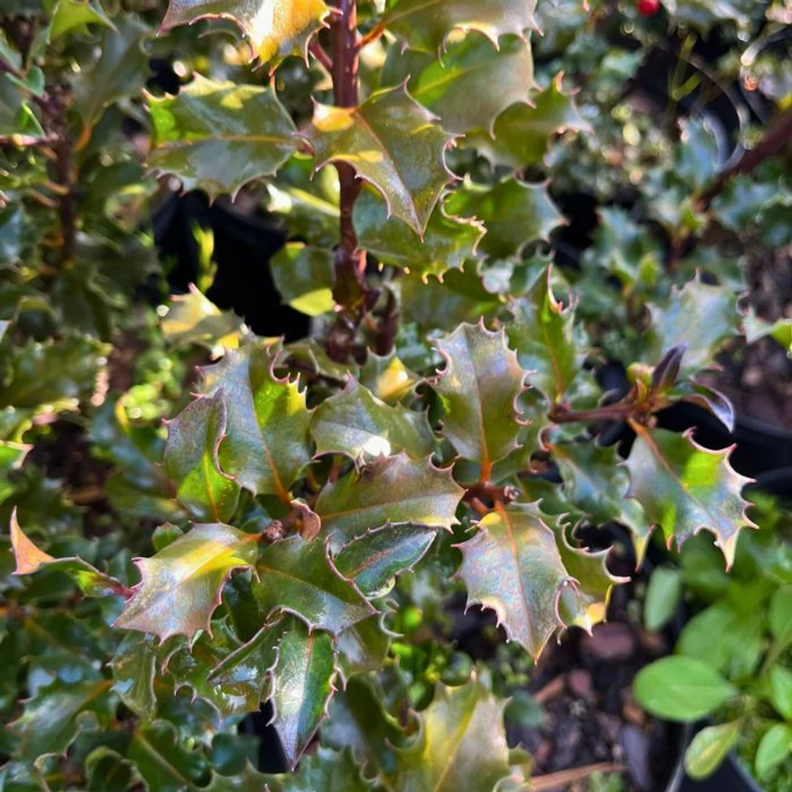 Ilex meserveae Blue Prince elegáns, fényes levelei kertészetünkben.