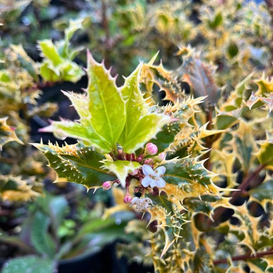 Az Ilex aquifolium Argenteomarginata friss hajtásainak kinézete kertészetünkben.