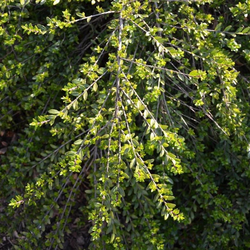 Lonicera pileata Moss Green - Talajtakaró törpelonc
