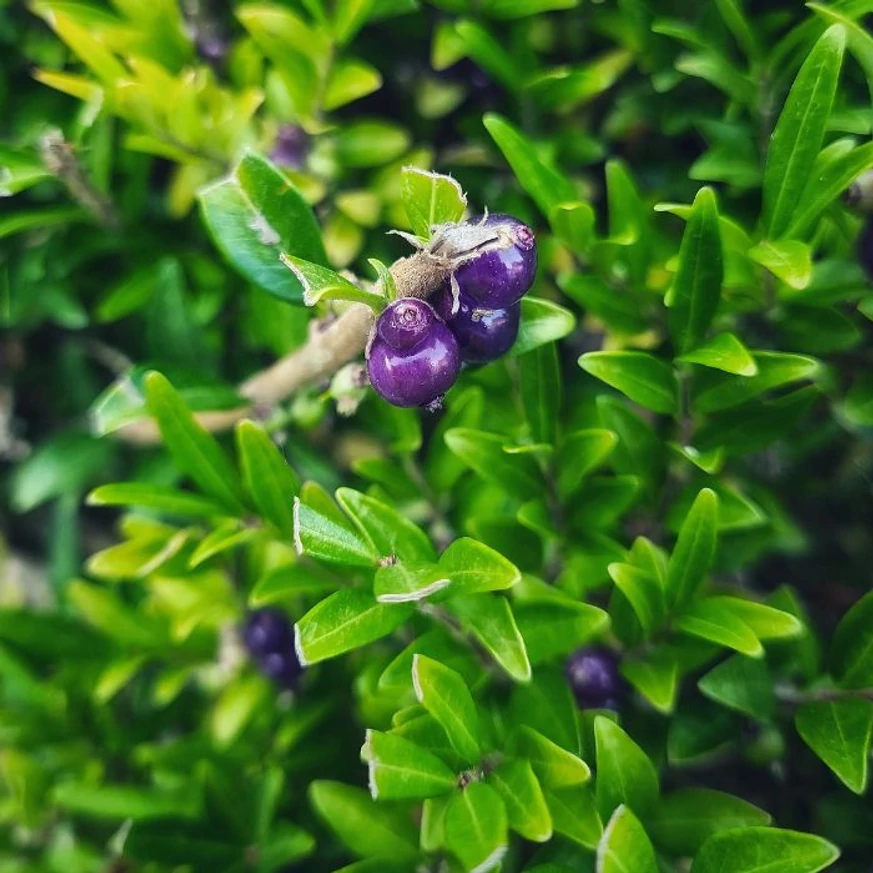 Lonicera pileata Moss Green - Talajtakaró törpelonc